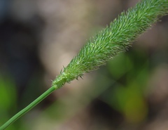 Phleum bertolonii