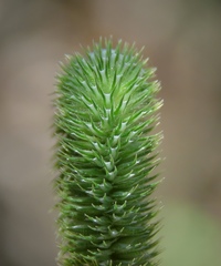 Phleum bertolonii