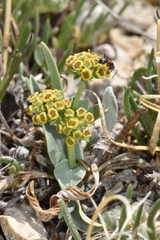 Bupleurum americanum