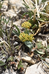 Bupleurum americanum