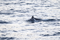 Phocoena phocoena vomerina
