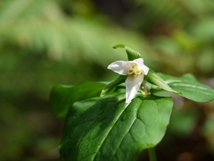 Trillium ovatum ovatum