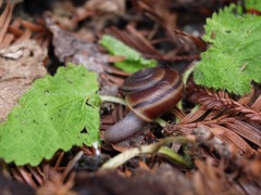 Helminthoglypta umbilicata