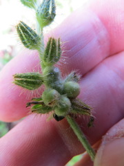 Schizomyia macrofila