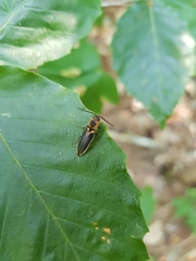 Megapenthes limbalis