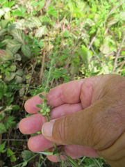 Schizomyia macrofila