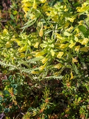 Pedicularis labradorica sulphurea