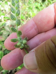 Schizomyia macrofila