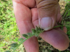 Schizomyia macrofila