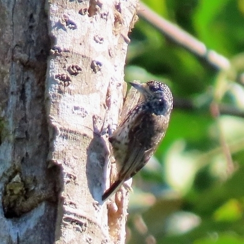 Ocellated Piculet