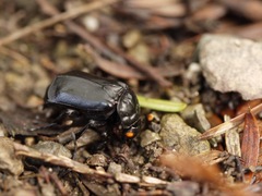 Nicrophorus nigrita