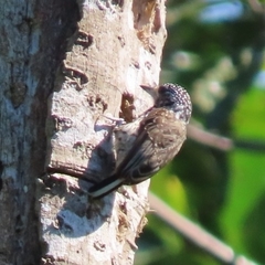 Picumnus dorbignyanus