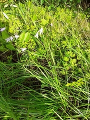 Campanula rapunculus