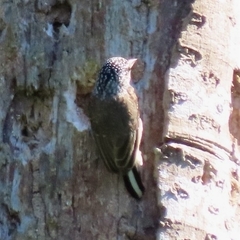Picumnus dorbignyanus