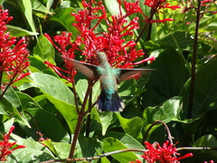 Chlorostilbon lucidus