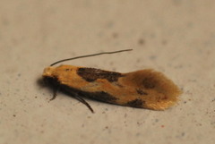 Hybroma servulella