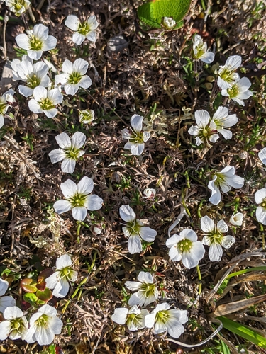 Minuartia arctica iNat (1)