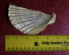 Patinopecten caurinus