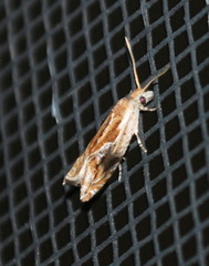 Ancylis definitivana