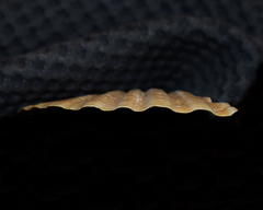 Patinopecten caurinus