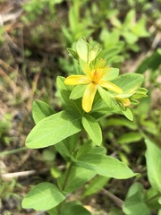 Hypericum ellipticum
