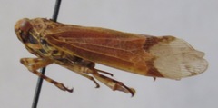Hypaepa illuminata