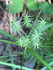 Cyperus retrofractus