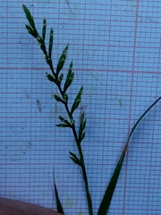 Catapodium rigidum subsp. rigidum image