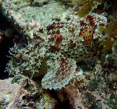 Scorpaena guttata