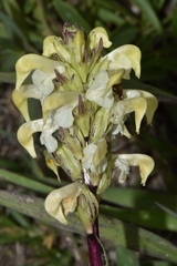 Pedicularis parryi