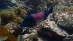 Bodianus pulcher