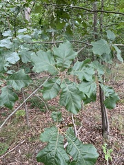 Quercus × bushii