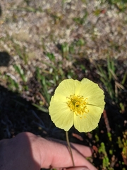 Papaver macounii discolor
