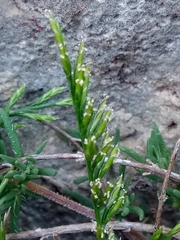 Catapodium rigidum subsp. rigidum image