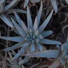 Dudleya virens hassei