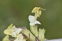 Pedicularis parryi