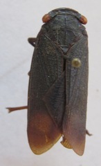 Acraephia perspicillata