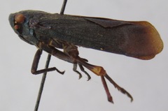 Acraephia perspicillata