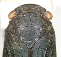 Acraephia perspicillata