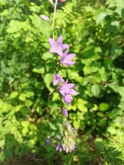 Campanula rapunculoides