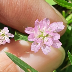 Image of Trifolium resupinatum