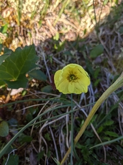 Papaver macounii discolor