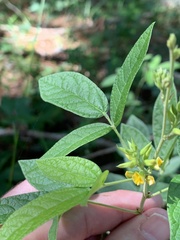Rhynchosia tomentosa