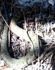 Crotalus tlaloci
