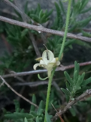 Linaria simplex image