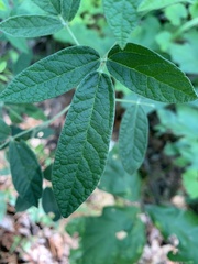 Rhynchosia tomentosa