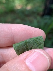 Rhynchosia tomentosa