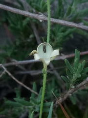 Linaria simplex image