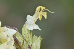 Pedicularis parryi