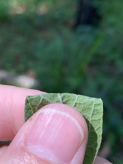 Rhynchosia tomentosa